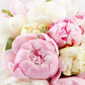 Bloemen vermandere markt - pioenrozen - bloemen izegem